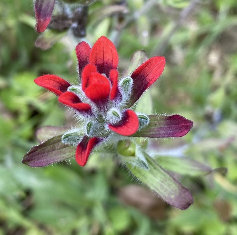 Castilleja arvensis, photographed by Grete Pasch