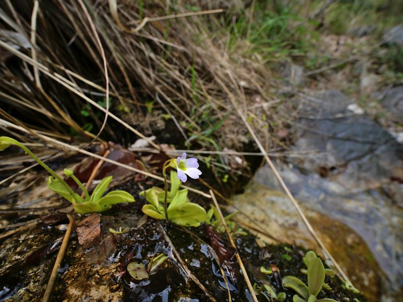 Pinguicula hirtiflora, photographed by Philipp Hoenle