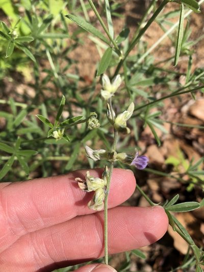 Pediomelum digitatum, photographed by Sam Kieschnick