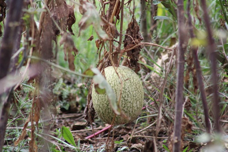Cucurbita ficifolia, photographed by Claudia Ramírez