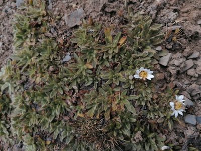 Misbrookea strigosissima, photographed by Alejandro Bruno Miranda-Calle