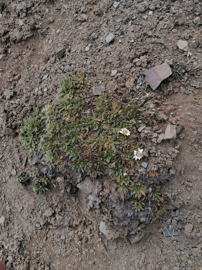 Misbrookea strigosissima, photographed by Alejandro Bruno Miranda-Calle