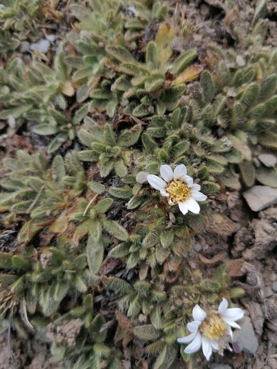 Misbrookea strigosissima, photographed by Alejandro Bruno Miranda-Calle