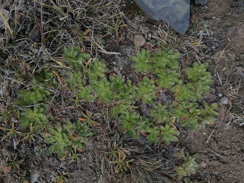 Misbrookea strigosissima, photographed by Alejandro Bruno Miranda-Calle