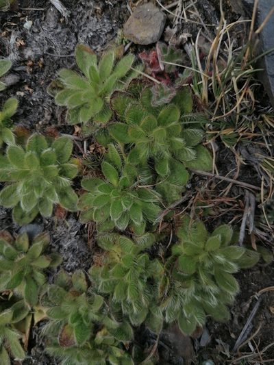 Misbrookea strigosissima, photographed by Alejandro Bruno Miranda-Calle
