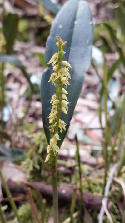 Stelis galeata, photographed by Juan Carlos Caicedo Hernández