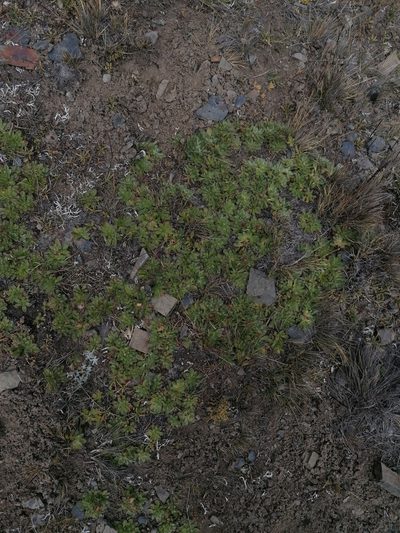 Misbrookea strigosissima, photographed by Alejandro Bruno Miranda-Calle