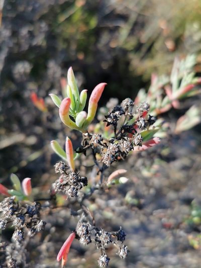 Ruschia misera, photographed by Cait Smith
