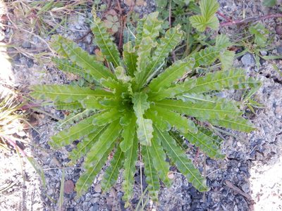 Reseda luteola, photographed by Karen Fry