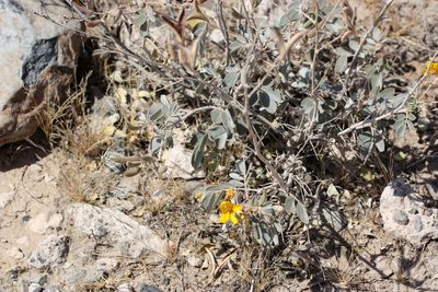 Senna covesii