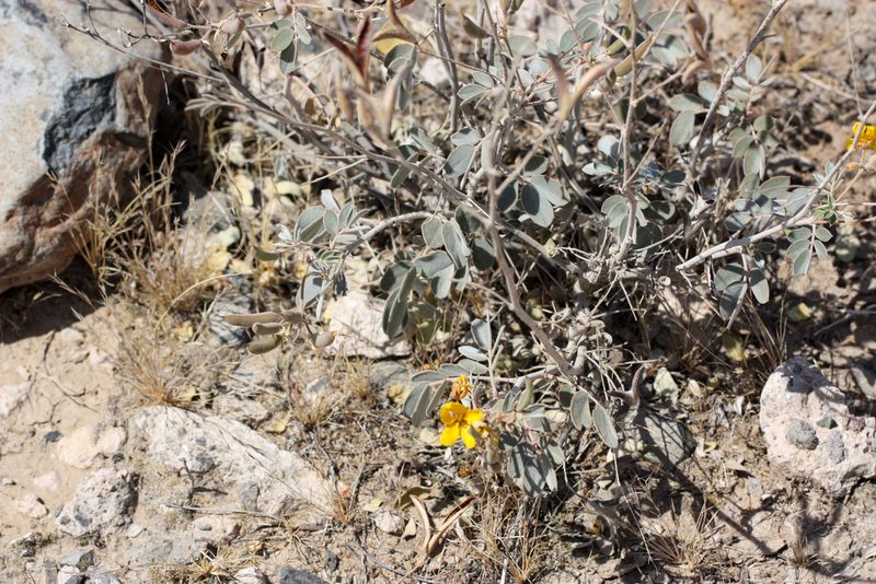 Senna covesii, photographed by Andrew Meeds