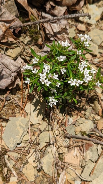 Houstonia canadensis, photographed by John Abrams