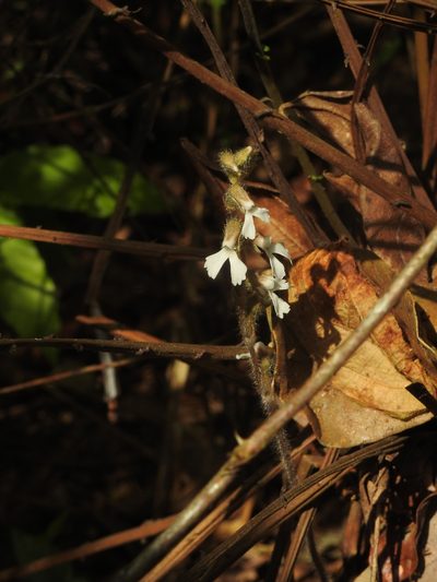 Zeuxine longilabris, photographed by Hopeland
