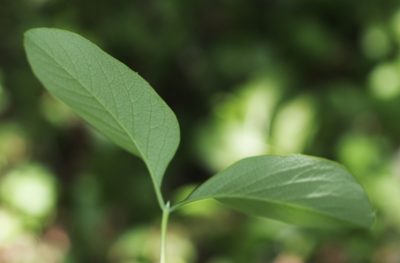 Lonicera reticulata, photographed by aarongunnar