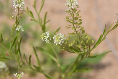 Lepidium virginicum, photographed by Jay Pruett