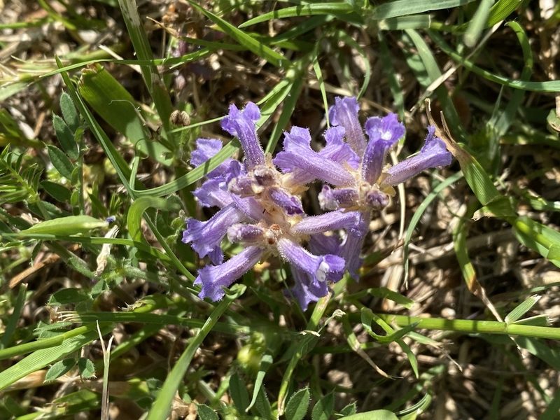 Orobanche nana, photographed by Meghan Cassidy