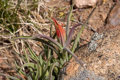 Castilleja integra, photographed by Bob Walker
