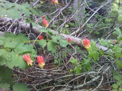 Aquilegia elegantula, photographed by John Powers