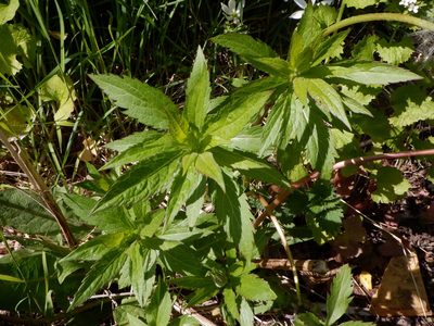 Eupatorium cannabinum, photographed by Karen Fry