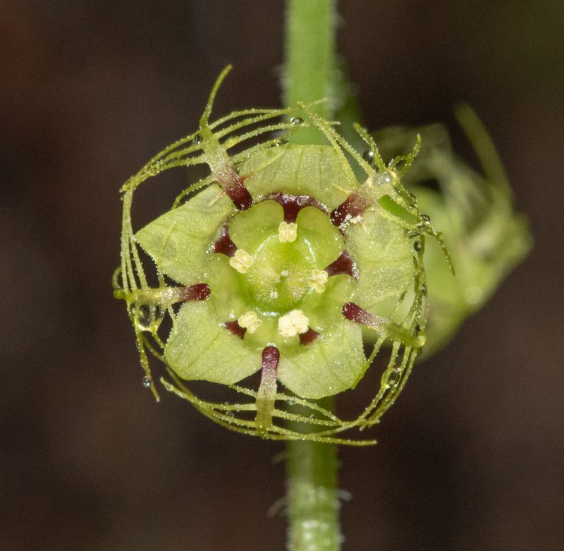 Mitellastra caulescens, photographed by Don Loarie