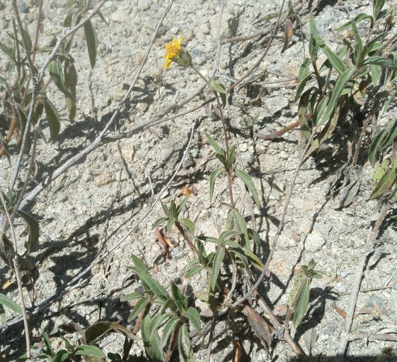 Viguiera fusiformis, photographed by Alfredo F. Fuentes Claros
