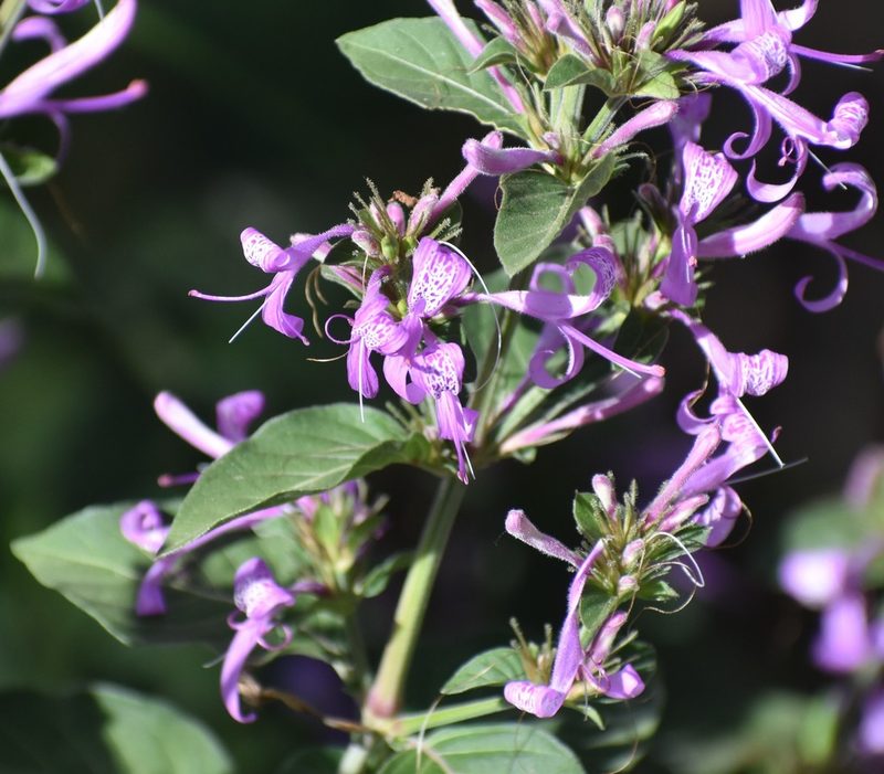 Hypoestes aristata, photographed by Justin Ponder