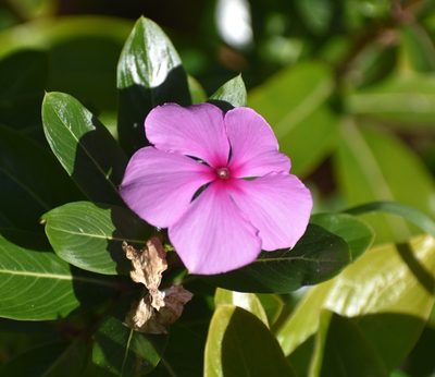 Catharanthus roseus, photographed by Justin Ponder