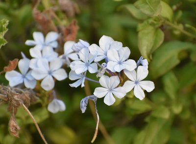Plumbago auriculata, photographed by Justin Ponder