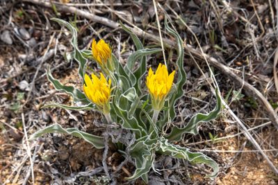 Nothocalais cuspidata, photographed by Bob Walker