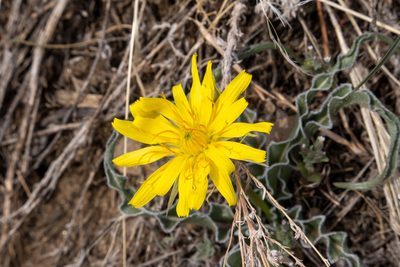 Nothocalais cuspidata, photographed by Bob Walker