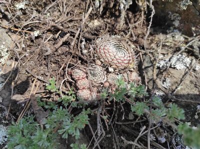 Orostachys spinosa, photographed by Valentin Kosterin