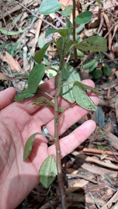 Peperomia tequendamana, photographed by Juan Carlos Caicedo Hernández