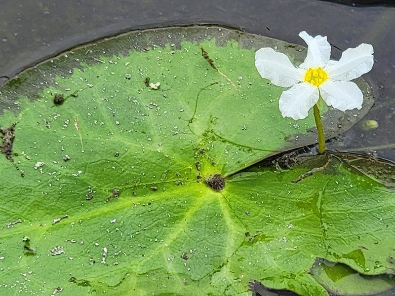 Nymphoides hydrophylla, photographed by Theo Summer
