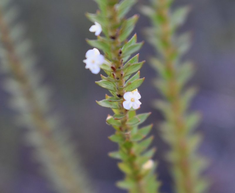 Struthiola hirsuta, photographed by Justin Ponder