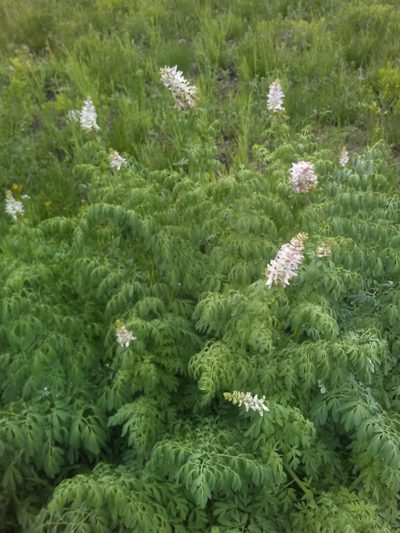 Corydalis caseana, photographed by John Powers
