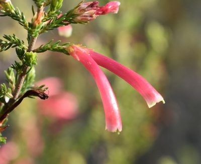 Erica discolor, photographed by Justin Ponder
