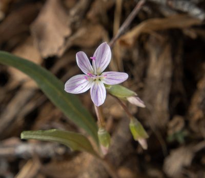 Claytonia rosea, photographed by Bob Walker
