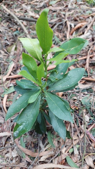 Daphnopsis caracasana, photographed by Juan Carlos Caicedo Hernández