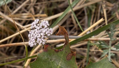 Lomatium orientale, photographed by Bob Walker