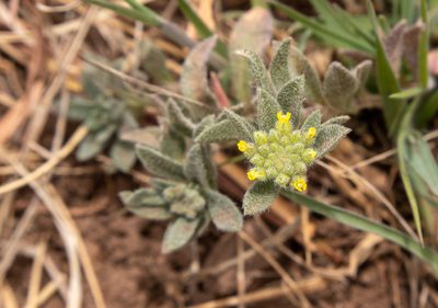 Alyssum simplex, photographed by Bob Walker