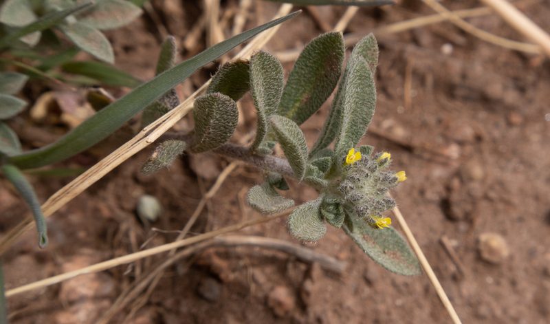 Alyssum simplex, photographed by Bob Walker