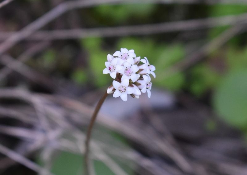 Crassula saxifraga, photographed by Justin Ponder
