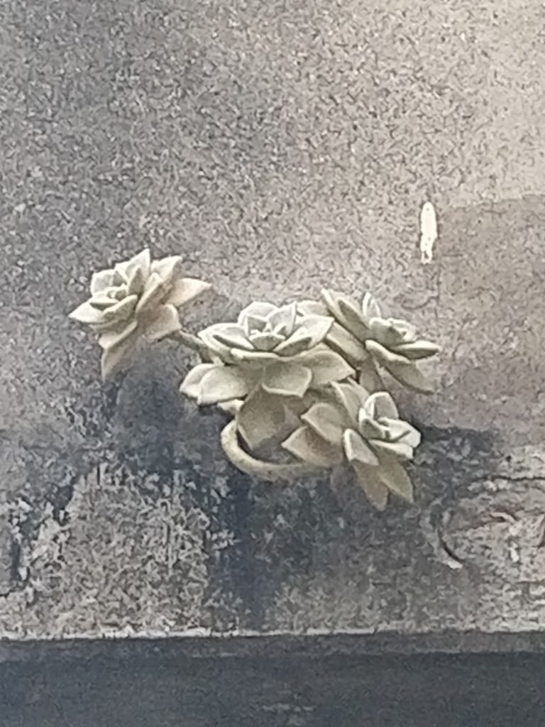 Graptopetalum paraguayense, photographed by Vítor Jorge