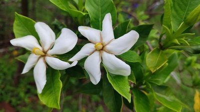 Gardenia jasminoides, photographed by 四角銅鑼