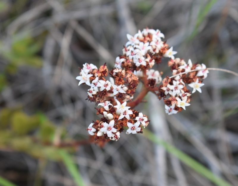 Crassula rubricaulis, photographed by Justin Ponder