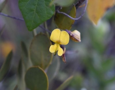 Rhynchosia caribaea, photographed by Justin Ponder