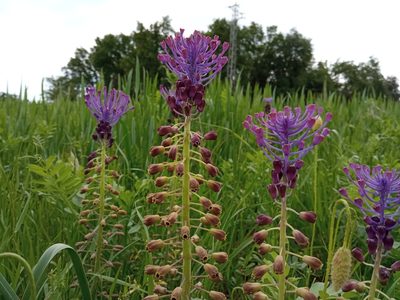 Muscari comosum, photographed by Josep Gesti