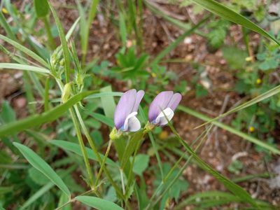 Vicia bithynica, photographed by Josep Gesti
