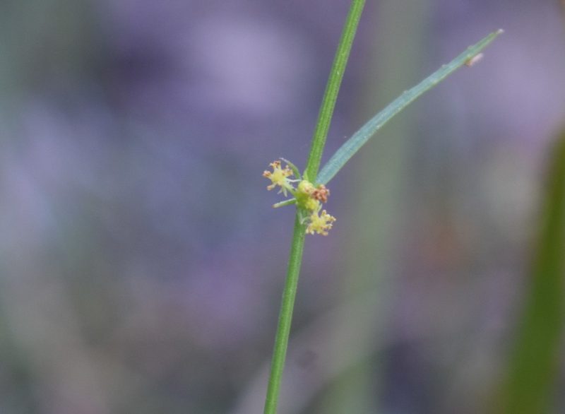 Adenocline pauciflora, photographed by Justin Ponder