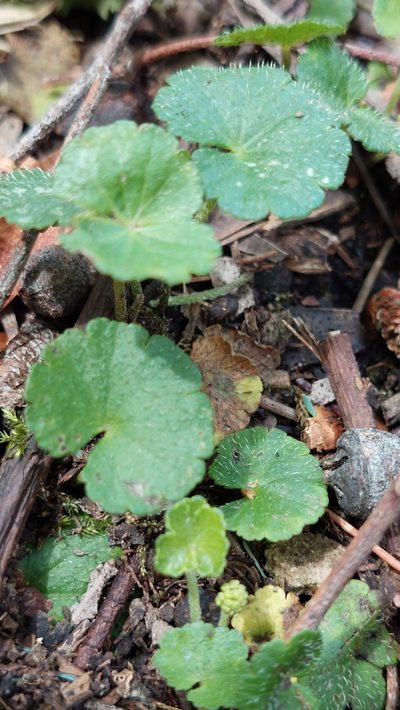 Hydrocotyle bonplandii, photographed by Juan Carlos Caicedo Hernández